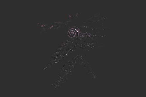 Schnecke auf einem Blatt