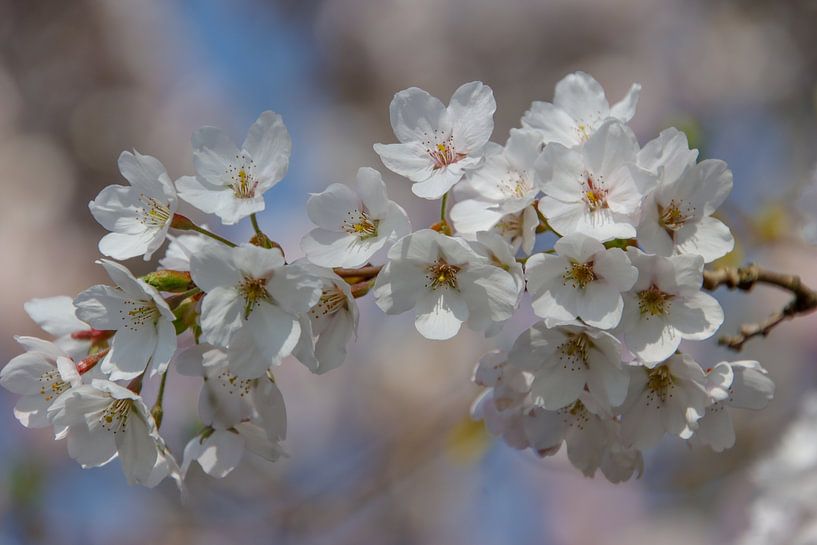 Blüte von Vivian Kramer