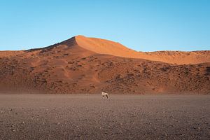 Oryx in the red desert sands of Sossusvlei in Namibia