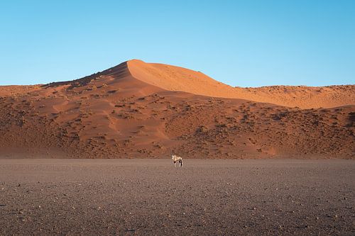 Gemsbok in de Sossusvlei woestijn in Namibië