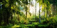 Sonnenaufgang im Wald von Günter Albers Miniaturansicht