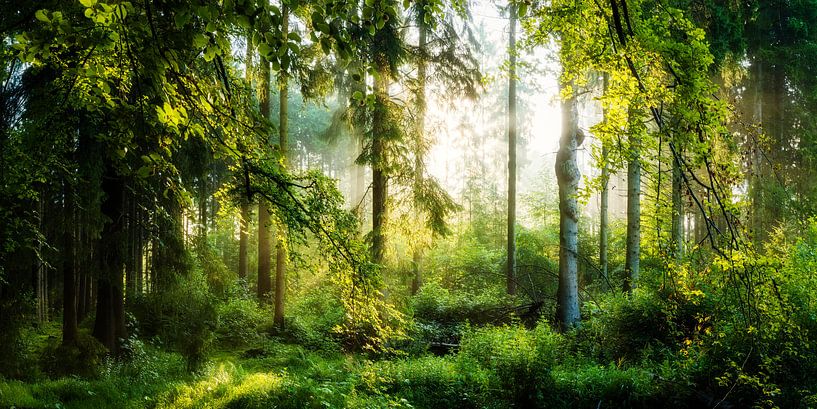 Sunrise in the forest by Günter Albers