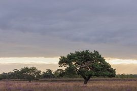 Arbre emblématique Dwingelderveld au lever du soleil