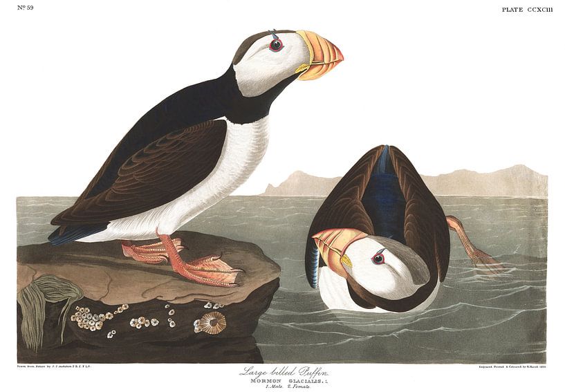 Gehoornde Papegaaiduiker van Birds of America