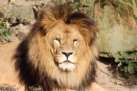 Leeuw by michael nigten