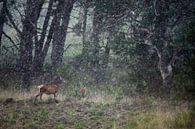 Hinde in de regen van Danny Slijfer Natuurfotografie thumbnail