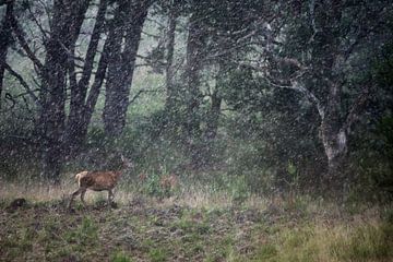 Un cerf sous la pluie sur Danny Slijfer Natuurfotografie