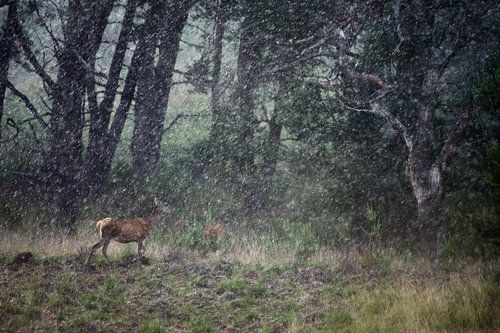 Hinde in de regen