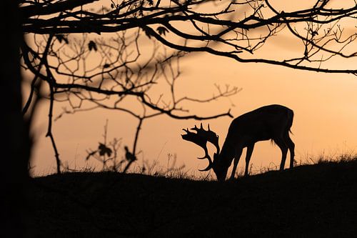 Silhouette