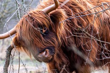 Schottischer Highlander in den Dünen von Eva Cameron