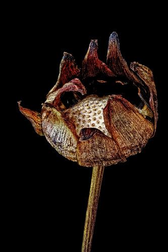 Upcycled Beauty - cosmea - Cosmos bipinnatus -