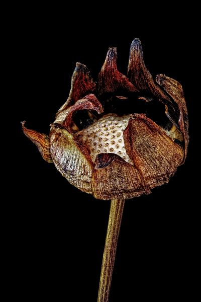 Upcycled Beauty - cosmea - Cosmos bipinnatus - par Christophe Fruyt