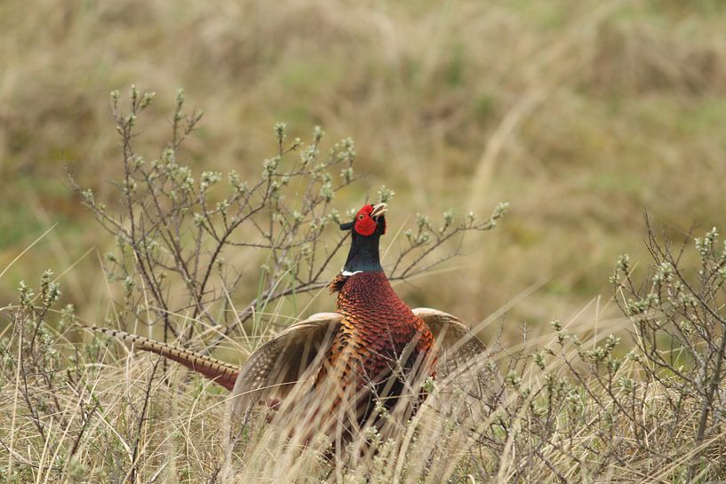 Pheasant by Sander Miedema