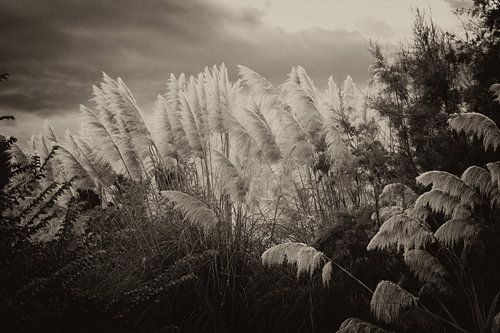 Herbe de la pampa