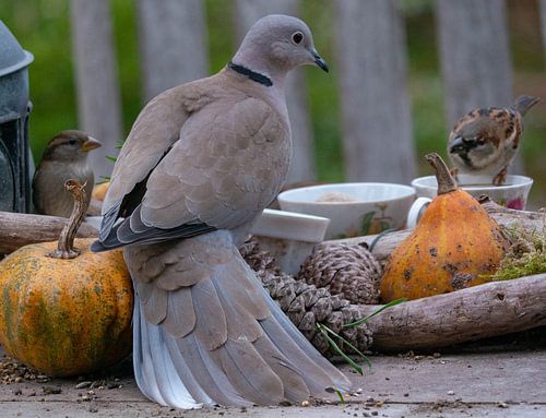 Turkse Tortel in haar gala jurk aan tafel.