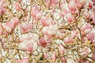 Magnolia van Lars van de Goor thumbnail
