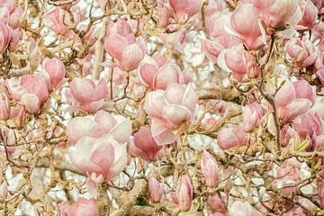 Magnolia by Lars van de Goor