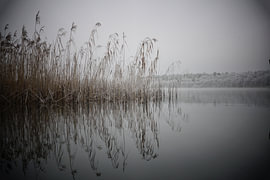 Schilfrohr im Winter