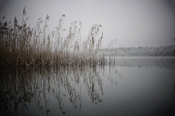 Les roseaux en hiver
