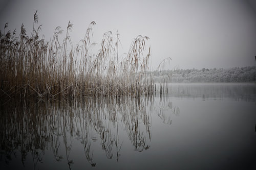 Schilfrohr im Winter