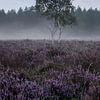 Berken op de paarse heide van Raoul Baart