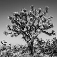 Joshua Tree National Park in Black and White
