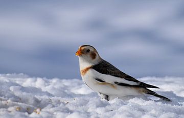 A snow bunting in winter by Claude Laprise