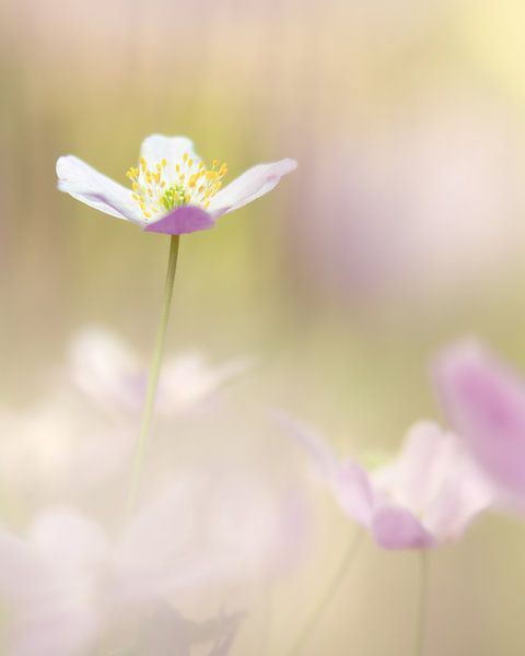Wood Anemone 1 by Geert Huyskens Photography