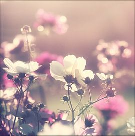 vintage flowers by bob van den berg