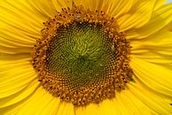 Heart of a sunflower von Freek Rooze Miniaturansicht