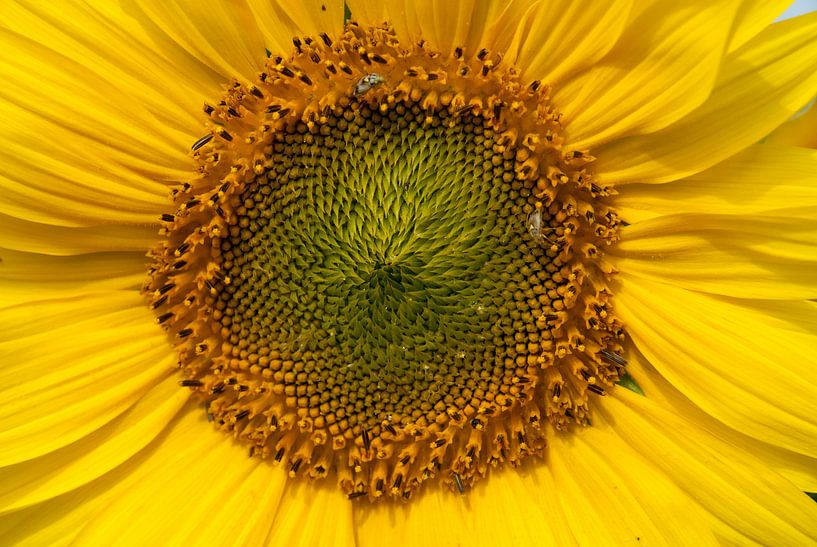 Heart of a sunflower von Freek Rooze