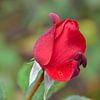 Rote Rose mit Tau von Jan Klijn