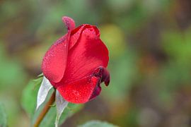 Rote Rose mit Tau