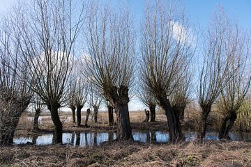 Knotwilgen aan het water van Cilia Brandts