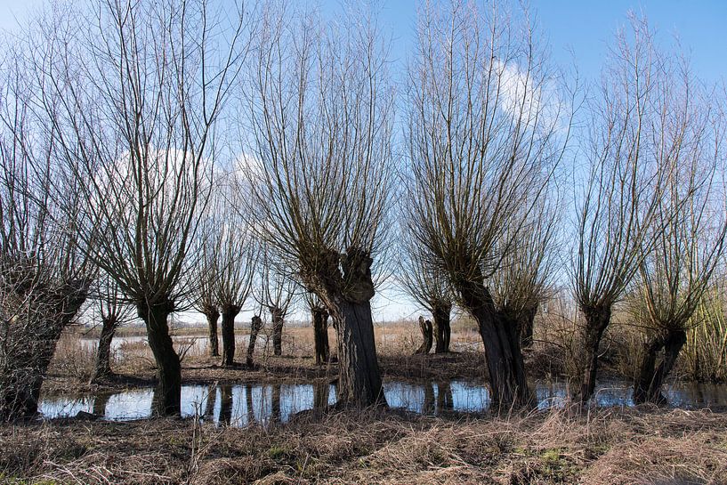 Knotwilgen aan het water von Cilia Brandts