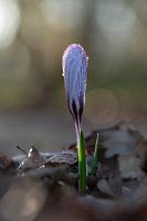 Krokusje in het bos