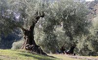 Olijfbomen in Andalusisch landschap van Jan Katuin thumbnail