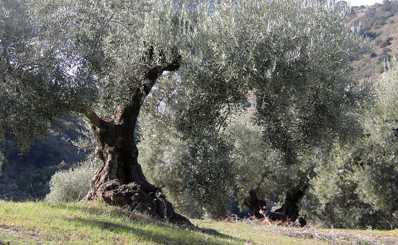 Olijfbomen in Andalusisch landschap van Jan Katuin