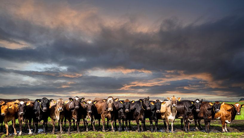 Cows wait to go to the barn neatly in line . by Brian Morgan