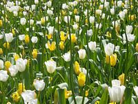 Bloemen