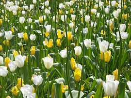 Bloemen by Veli Aydin