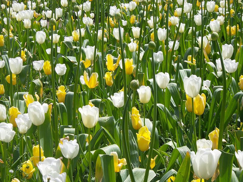 Bloemen par Veli Aydin