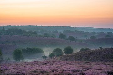 Heide in bloei