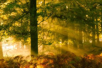 Een prachtige mystieke ochtend in het Nationaal park Veluwezoom van Bas Meelker