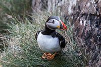 Portrait of a puffin on the cliffs of Ireland