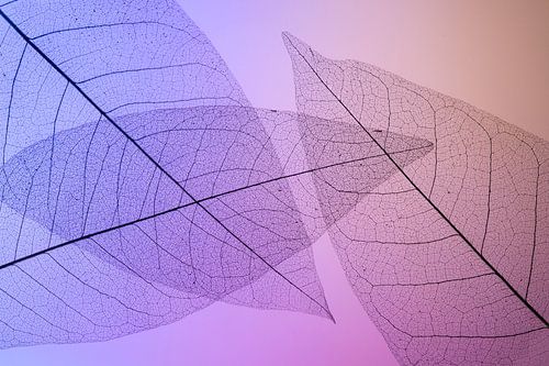 Kleurrijke skeletbladeren