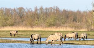 Groupe de chevaux sauvages Konik dans la réserve naturelle d'Oostvaardersplassen. sur Sjoerd van der Wal Photographie