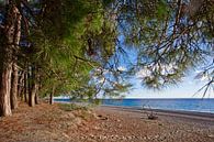 Kiefern vor dem Meer, Kiefernzweige über dem Strand, die legendären Kolchis aus den griechischen Myt von Michael Semenov Miniaturansicht