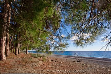 Kiefern vor dem Meer, Kiefernzweige über dem Strand, die legendären Kolchis aus den griechischen Myt von Michael Semenov