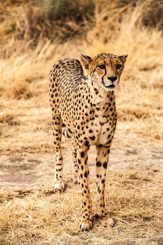 Chita